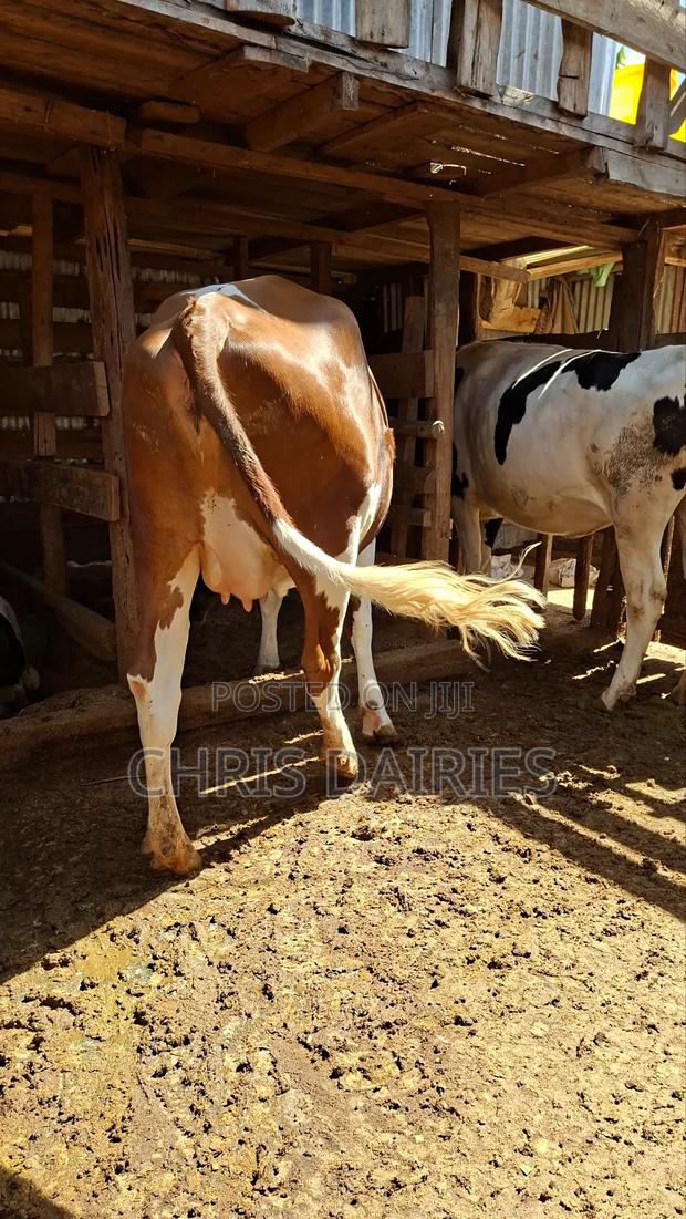 Super Ayrshire Heifer. - thumbnail 3