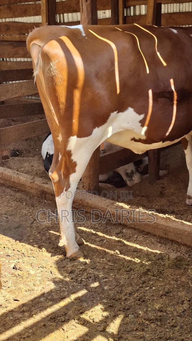 Super Ayrshire Heifer. - thumbnail 4