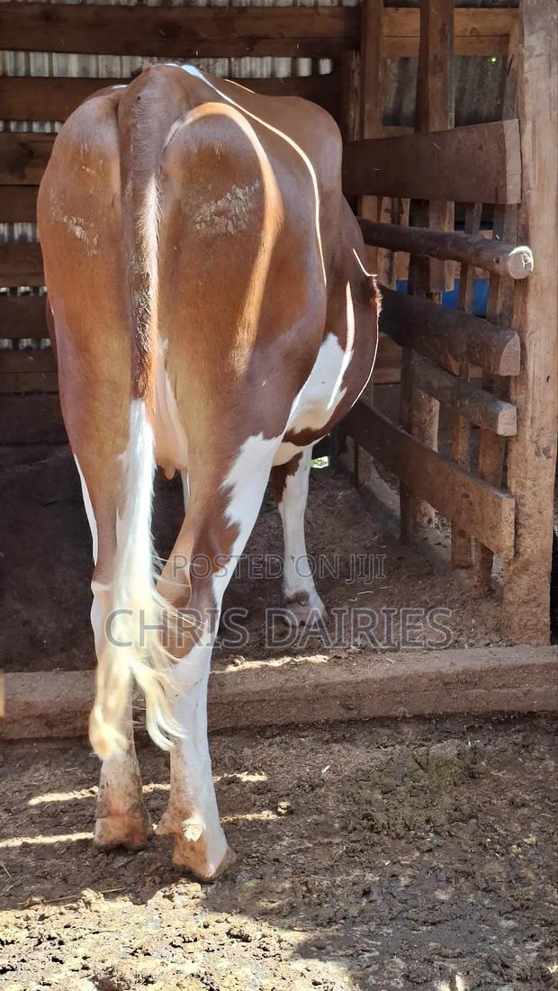 Super Ayrshire Heifer. - thumbnail 5