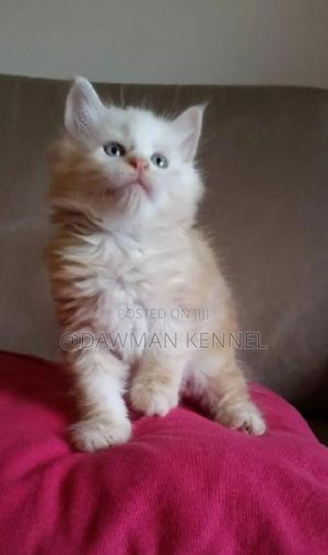 1-3 months Male Purebred Ragdoll - thumbnail 2