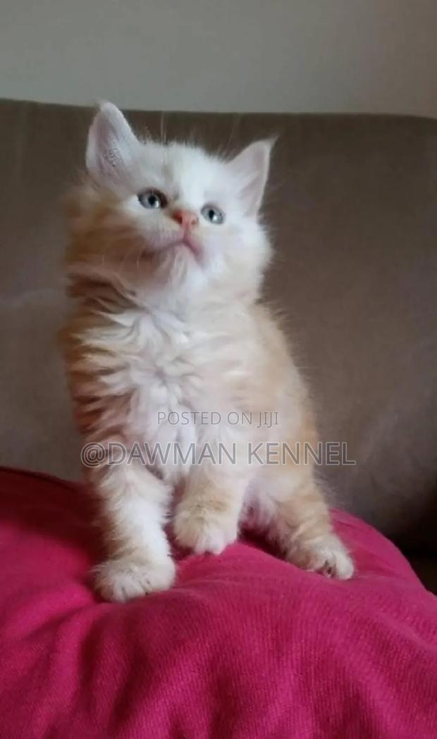 1-3 months Male Purebred Ragdoll - main view
