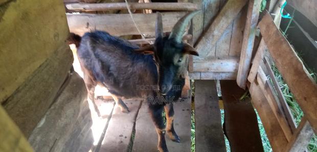 Dairy Goat German Alpine - main view