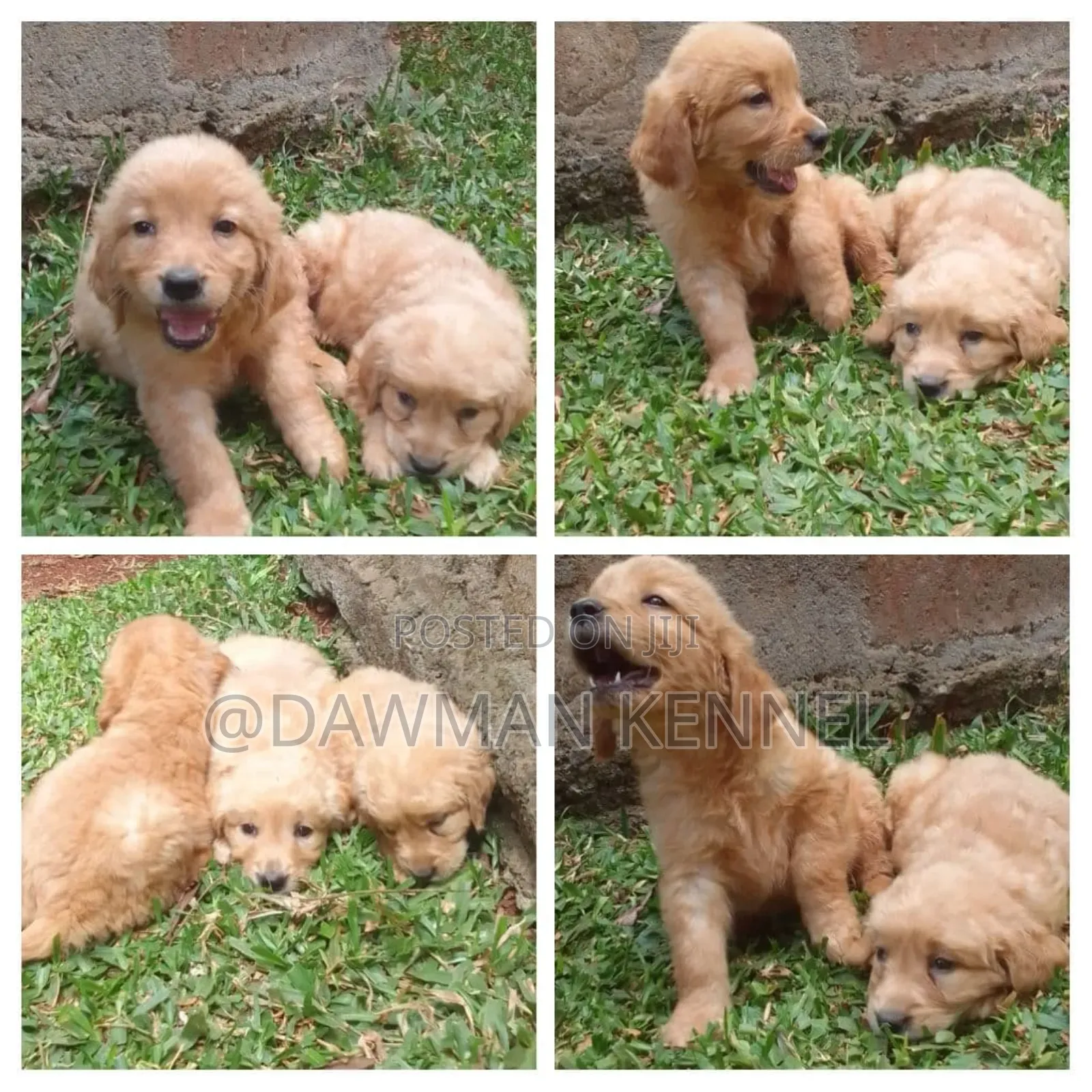 1-3 months Male Purebred Golden Retriever
