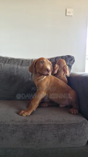 1-3 months Male Purebred Rhodesian Ridgeback