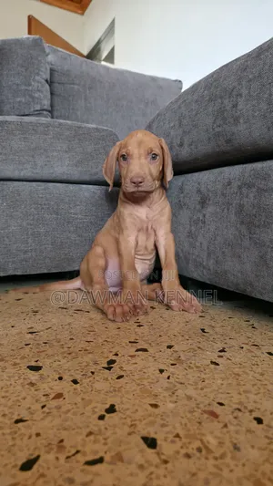 1-3 months Male Purebred Rhodesian Ridgeback