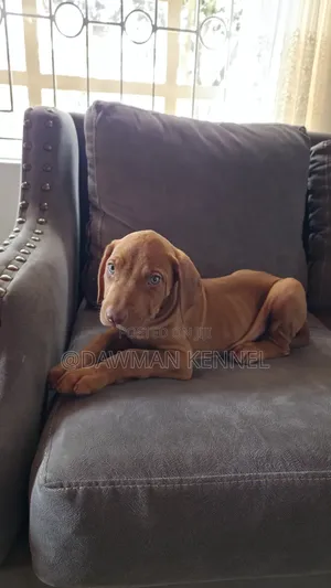 1-3 months Female Purebred Rhodesian Ridgeback