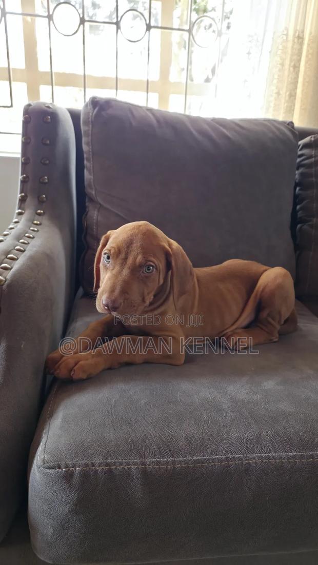 1-3 months Female Purebred Rhodesian Ridgeback - main view