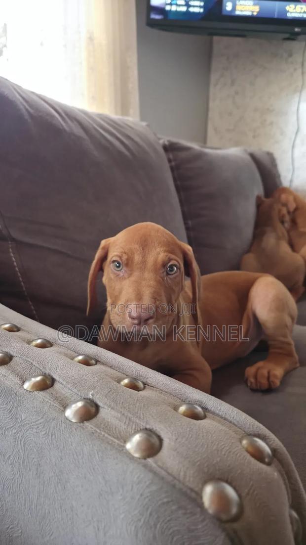 1-3 months Female Purebred Rhodesian Ridgeback - main view