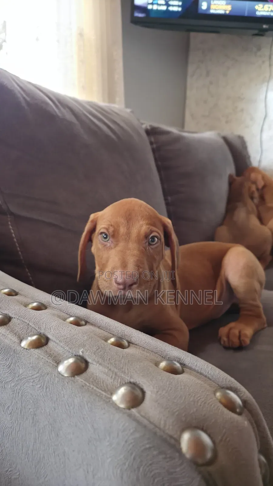 1-3 months Female Purebred Rhodesian Ridgeback
