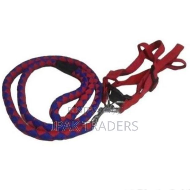 Dog Leash / Harness With CollarComplete Set - main view