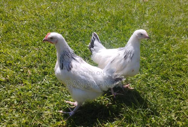 Sussex Chicken on Offer