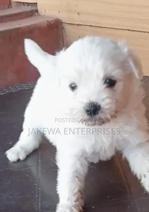 1-3 months Male Purebred Havanese