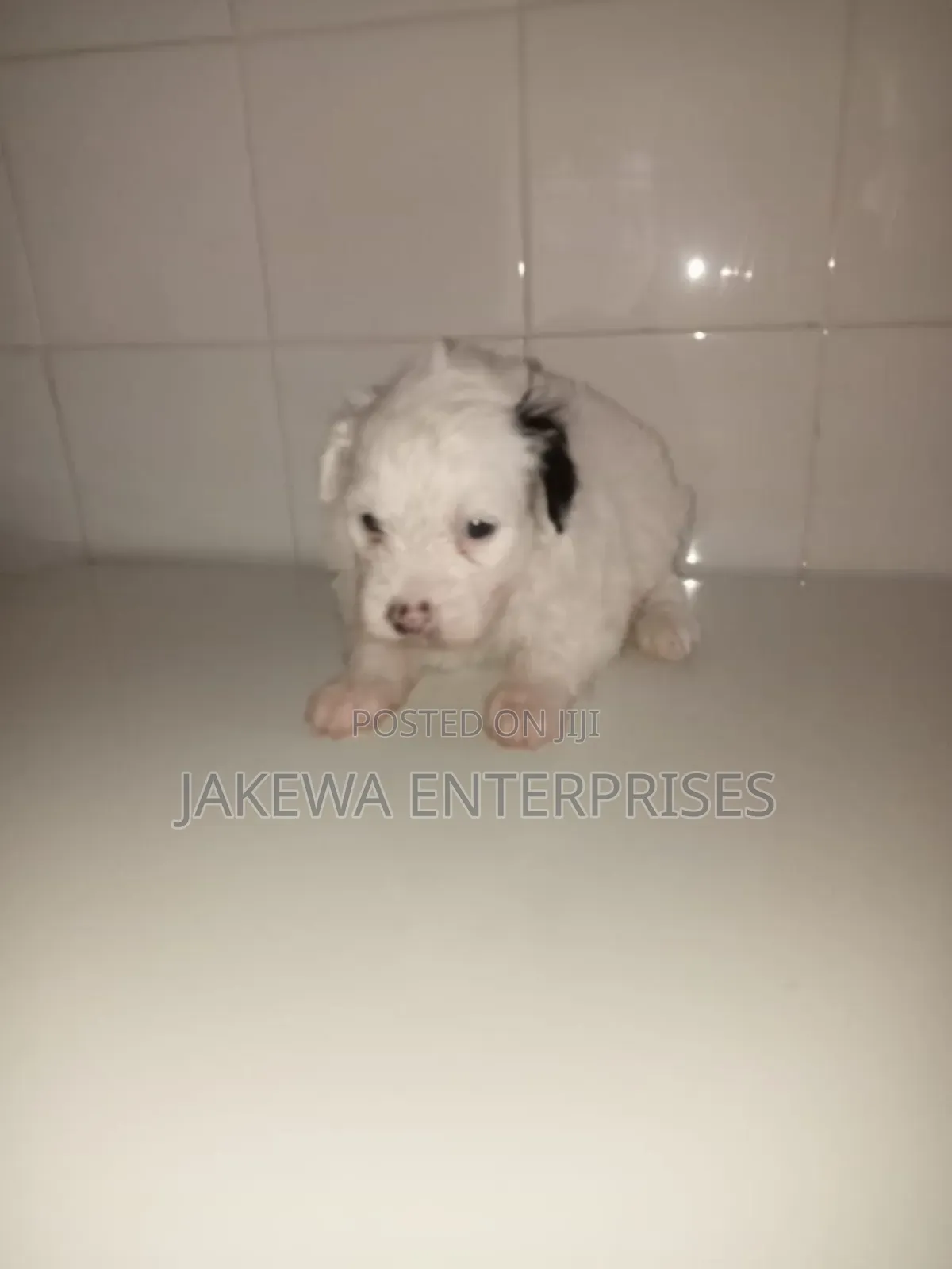 1-3 months Female Purebred Havanese
