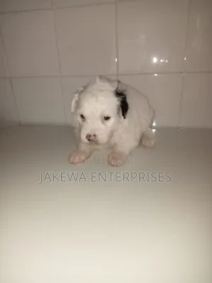 1-3 months Female Purebred Havanese