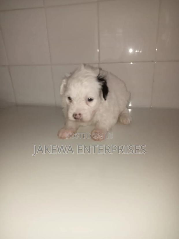 1-3 months Female Purebred Havanese