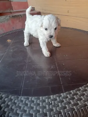 1-3 months Male Purebred Havanese