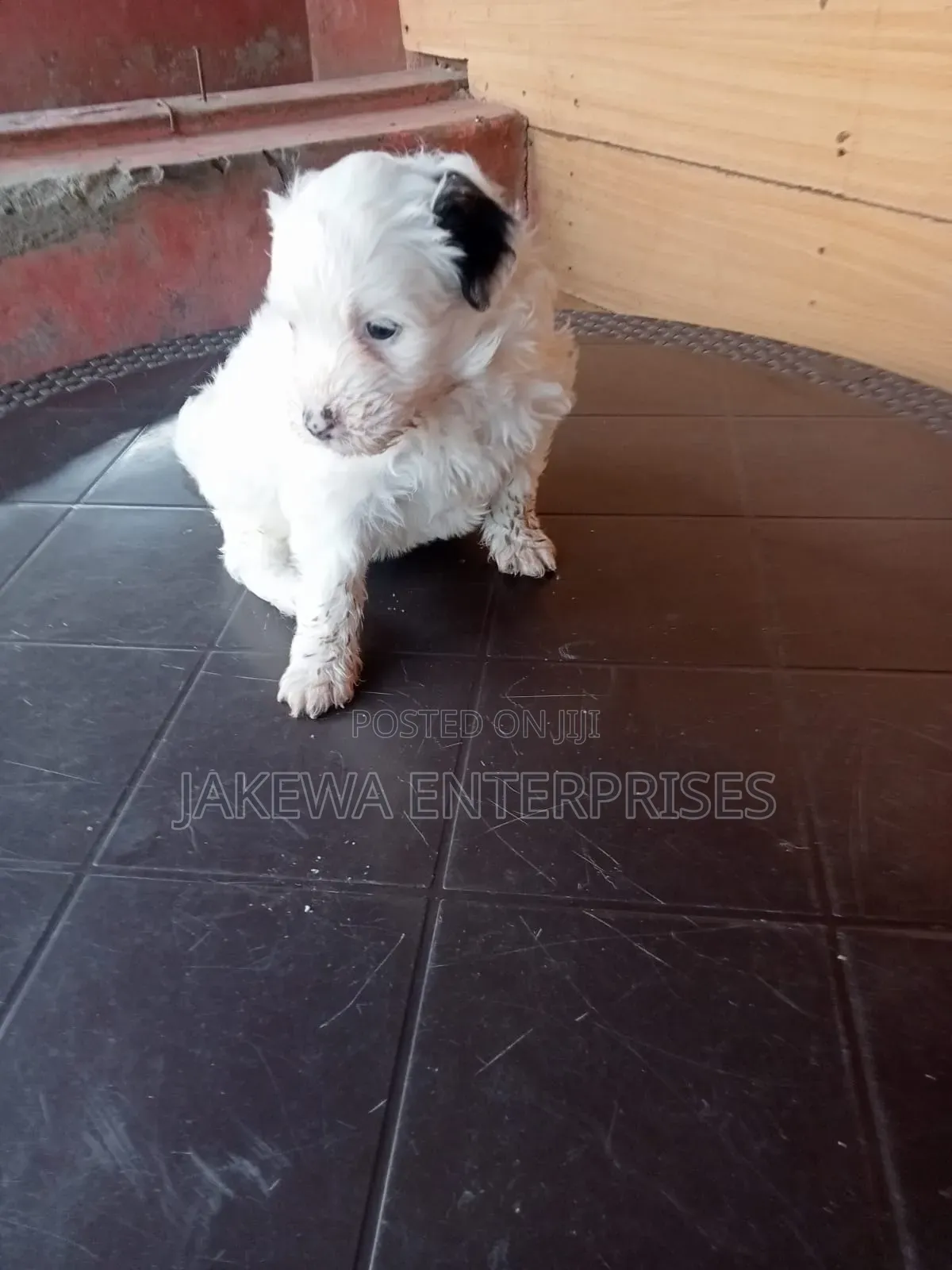 1-3 months Female Purebred Havanese