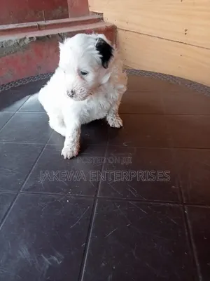 1-3 months Female Purebred Havanese