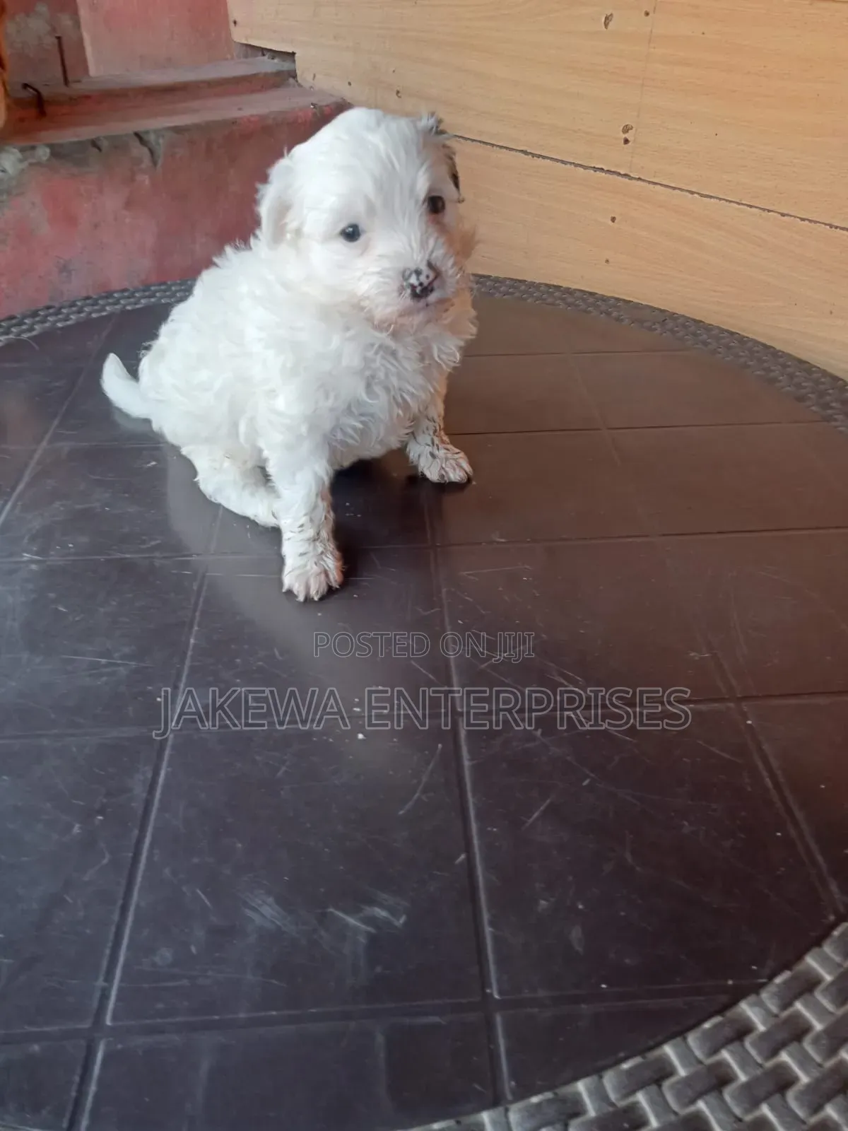 1-3 months Male Purebred Havanese