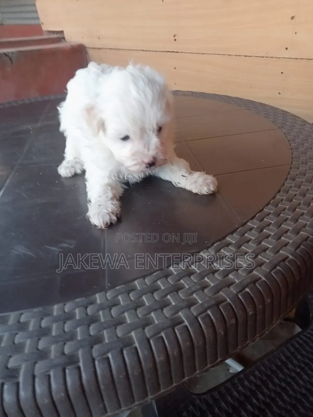 1-3 months Male Purebred Havanese