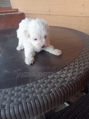1-3 months Male Purebred Havanese