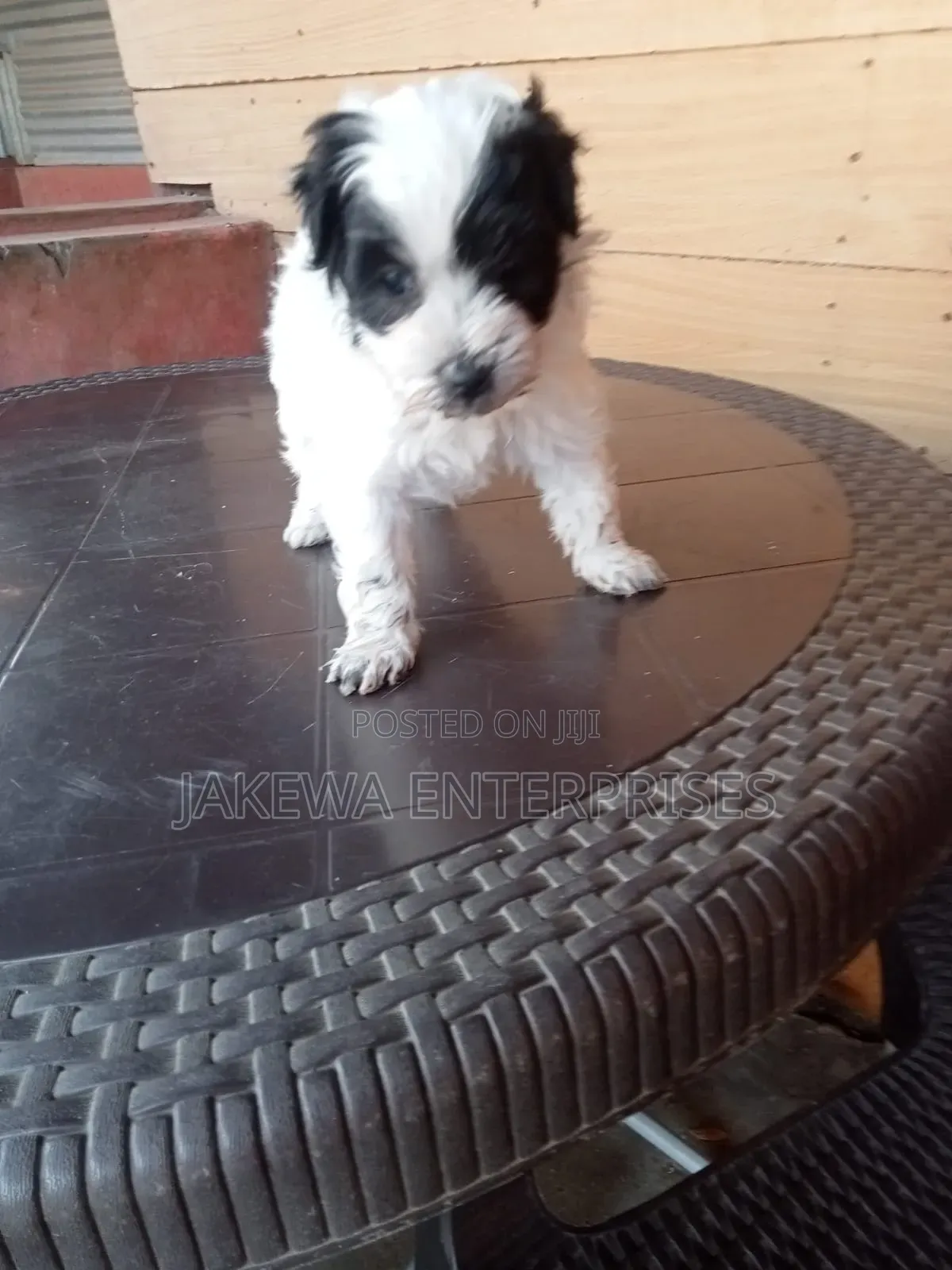 1-3 months Female Purebred Havanese