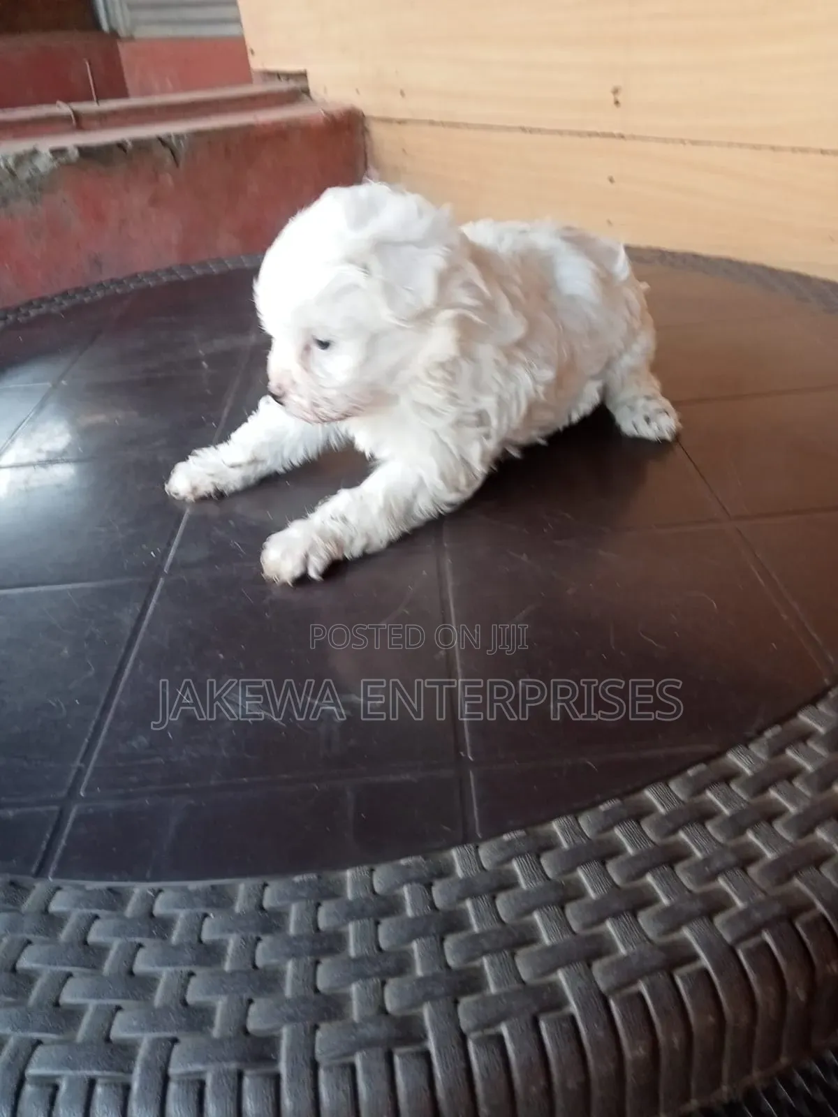 1-3 months Male Purebred Havanese
