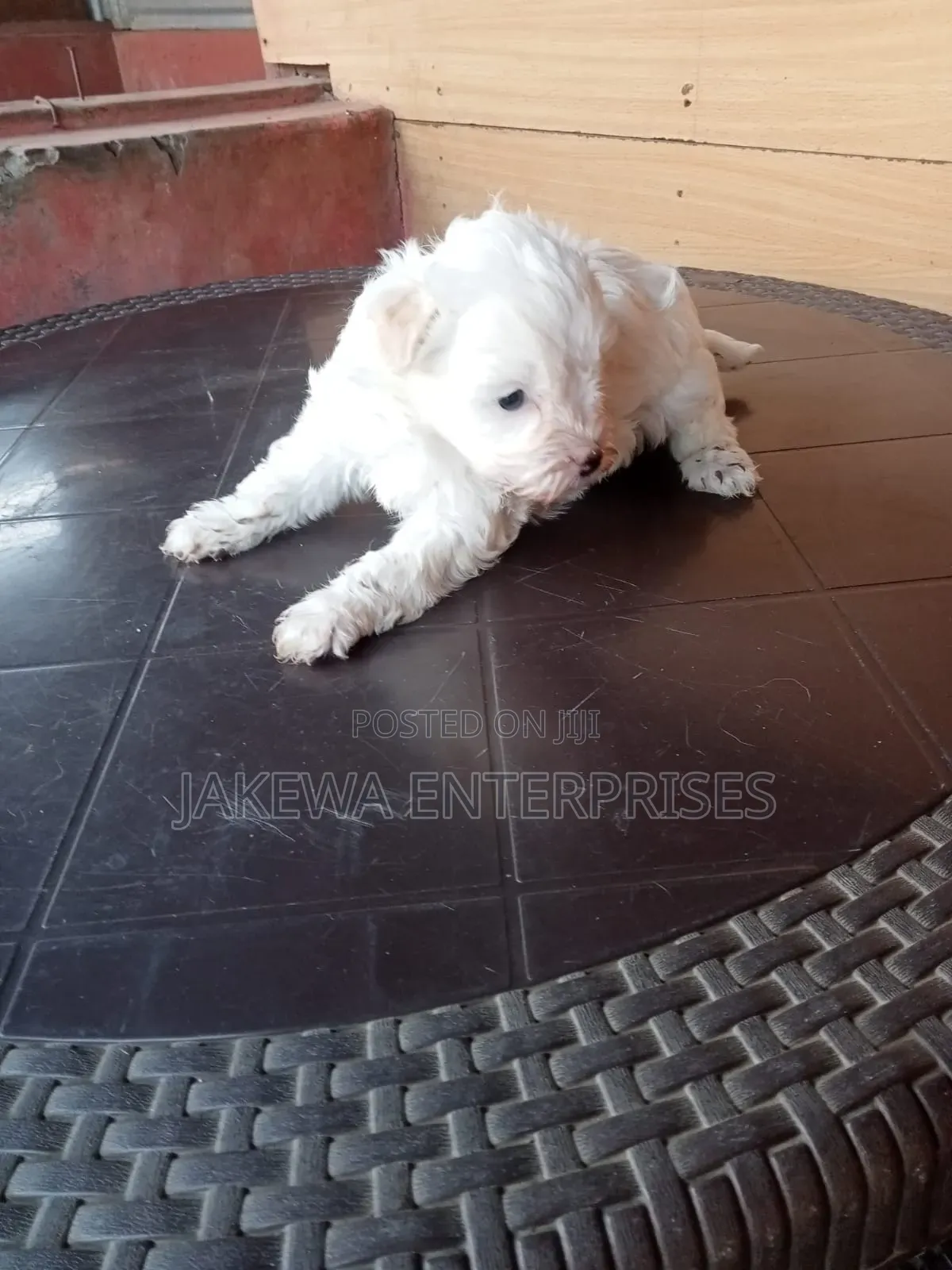 1-3 months Male Purebred Havanese