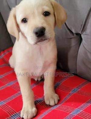 1-3 months Male Purebred Labrador Retriever - thumbnail 2