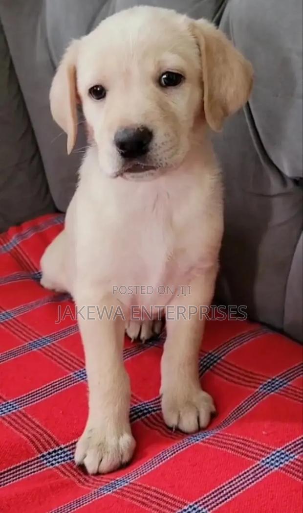 1-3 months Female Purebred Labrador Retriever - main view