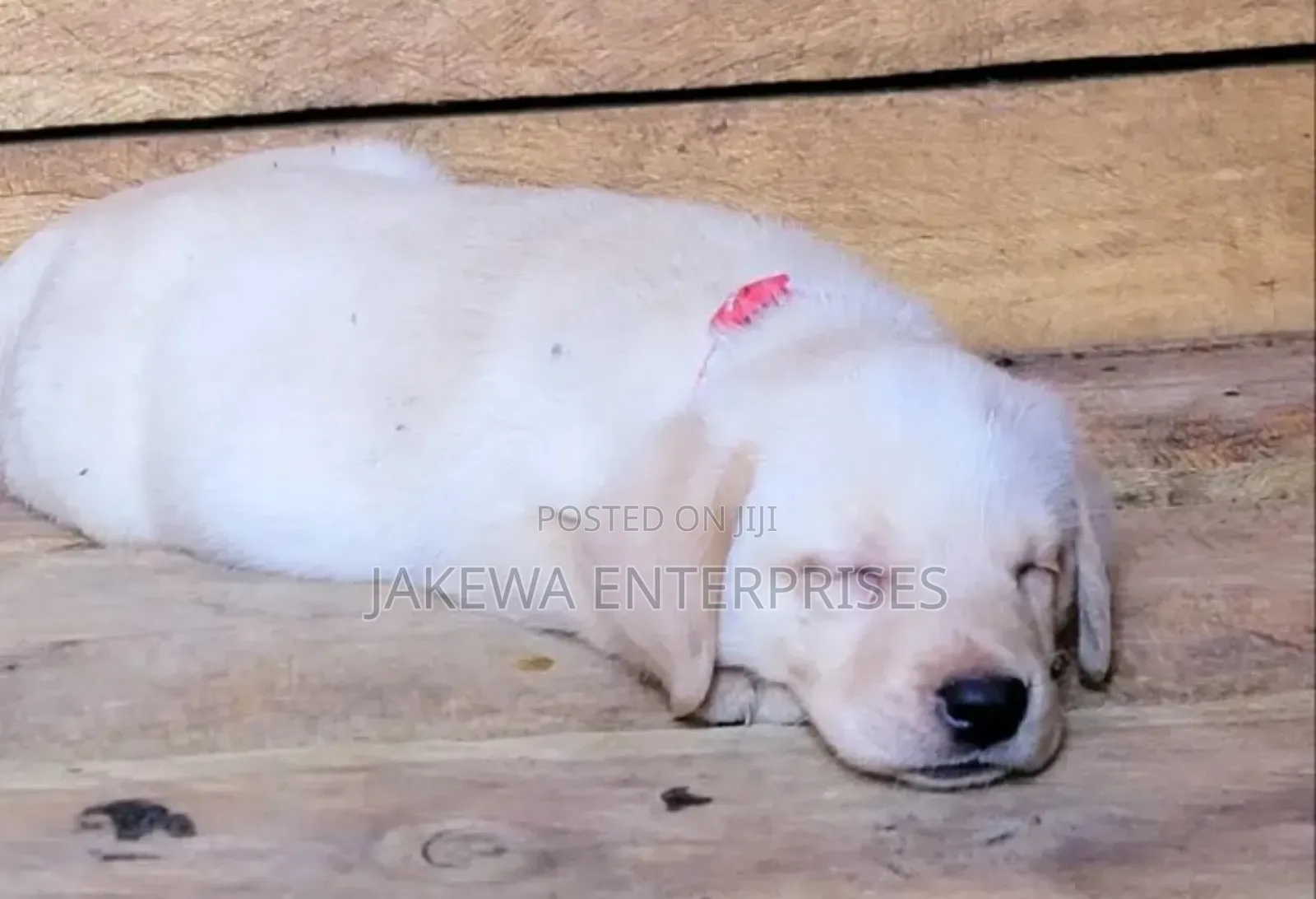 1-3 months Female Purebred Labrador Retriever