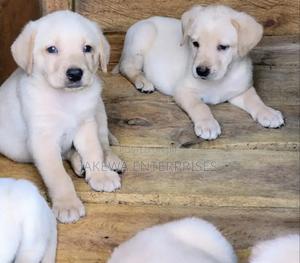 1-3 months Male Purebred Labrador Retriever - thumbnail 2