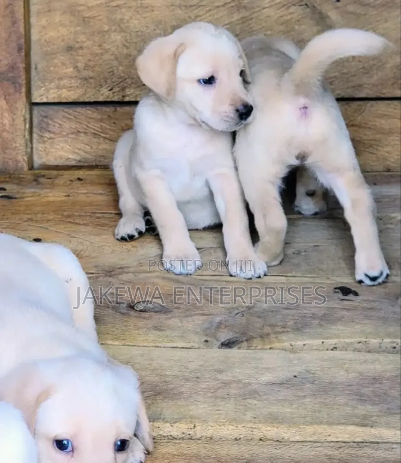 1-3 months Female Purebred Labrador Retriever
