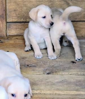 1-3 months Female Purebred Labrador Retriever - thumbnail 2