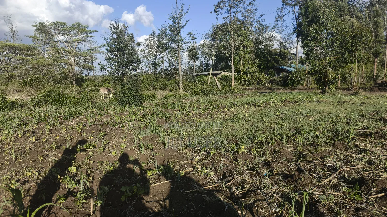 Plot for Sale at Kenol, Murang'a, Kimorori
