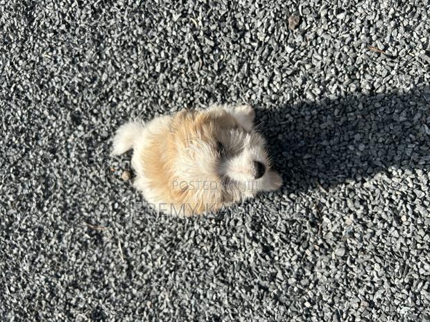 1-3 months Female Mixed Breed Coton de Tulear - thumbnail 2