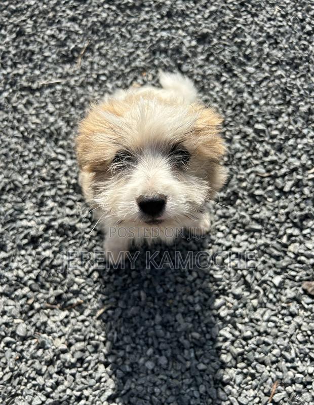 1-3 months Female Mixed Breed Coton de Tulear
