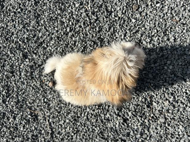 1-3 months Female Mixed Breed Coton de Tulear - thumbnail 3