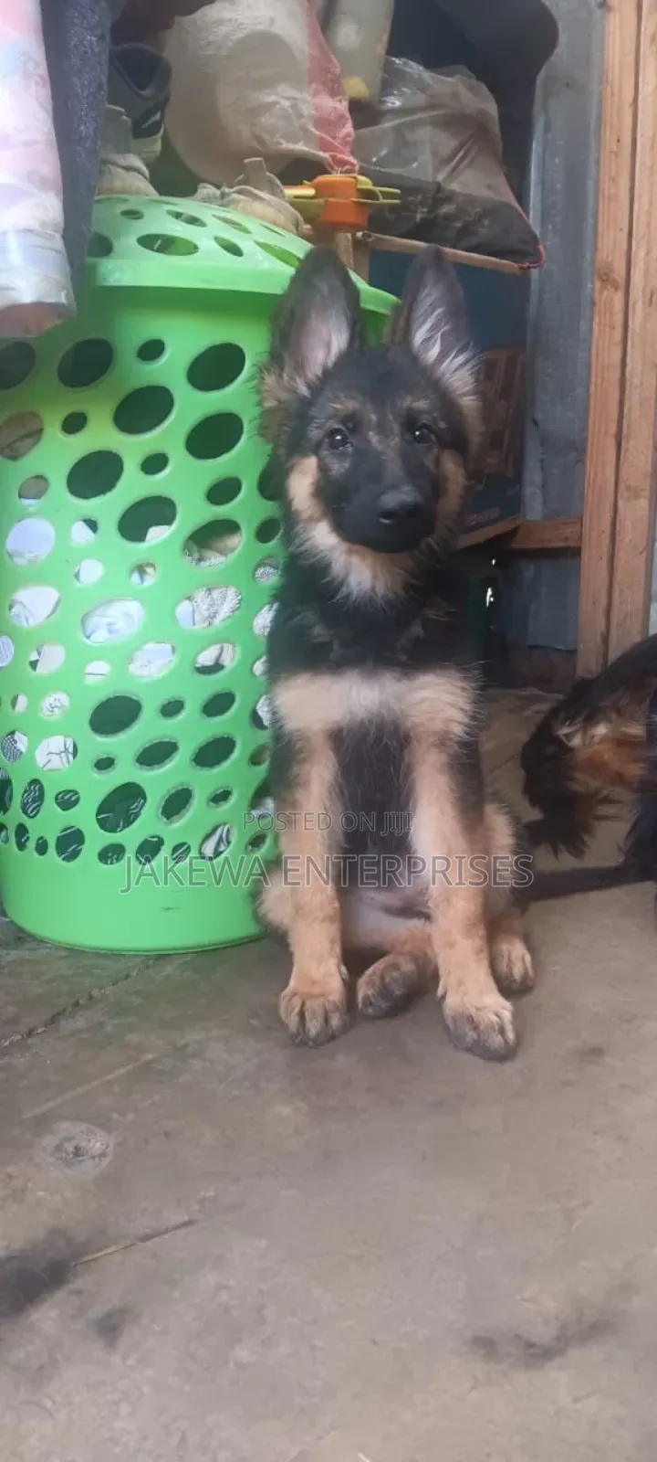 1-3 months Male Purebred German Shepherd