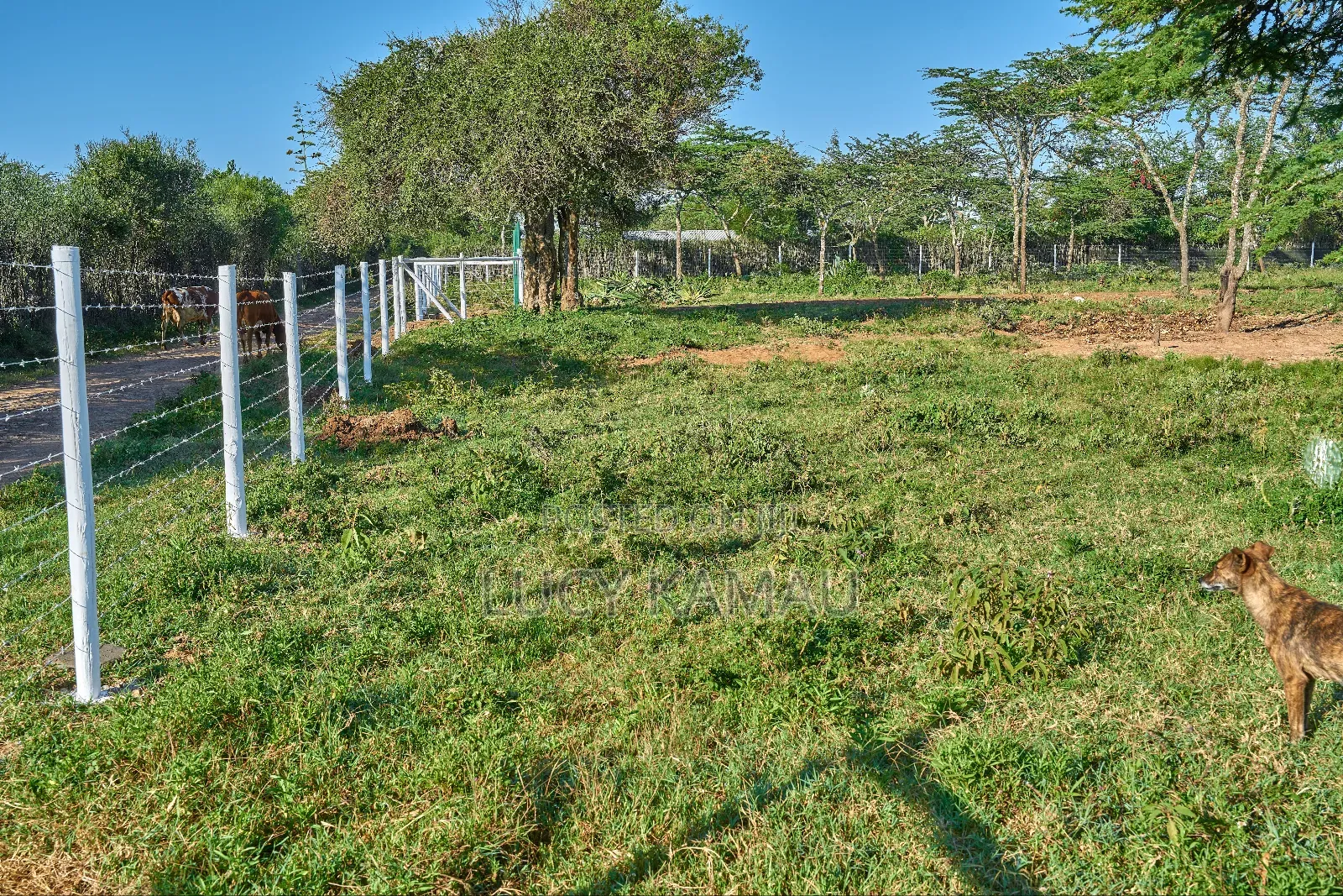 50x100 Prime Plots In Nanyuki Next To Maiyan