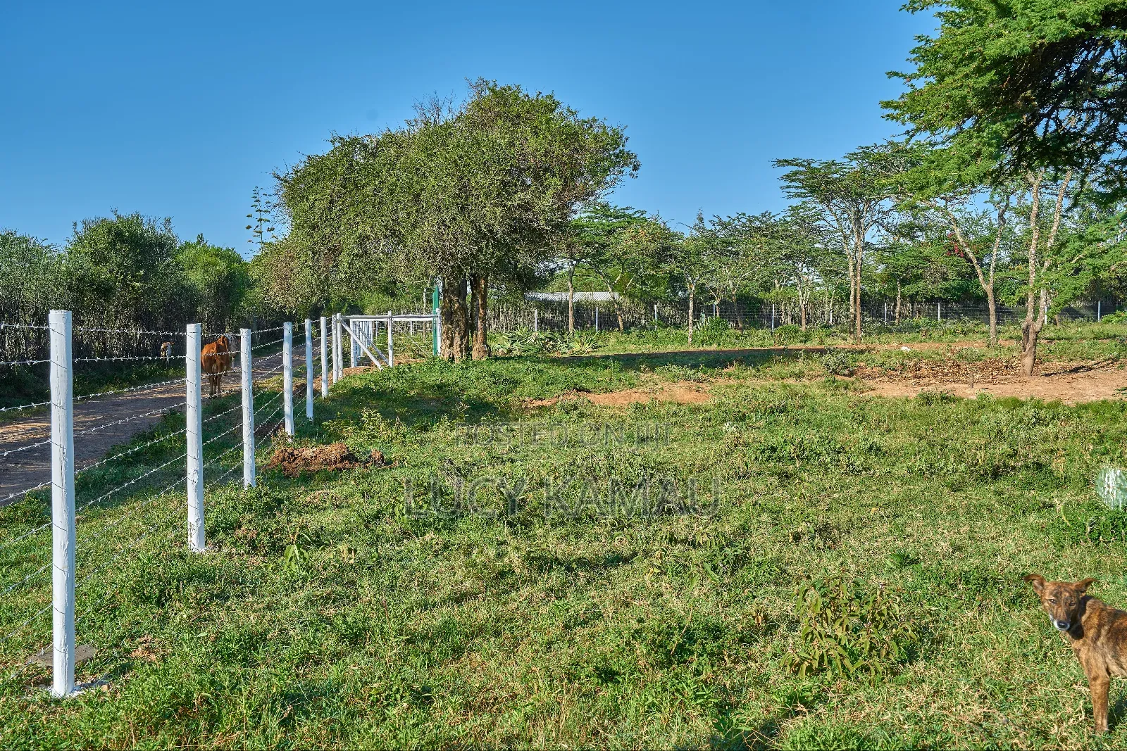 50x100 Prime Plots In Nanyuki Next To Maiyan