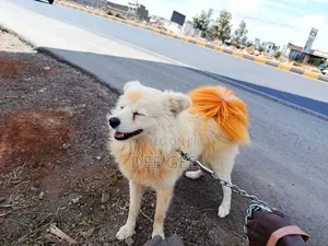 6-12 months Male Purebred Japanese Spitz