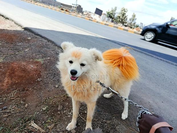 6-12 months Male Purebred Japanese Spitz - thumbnail 2