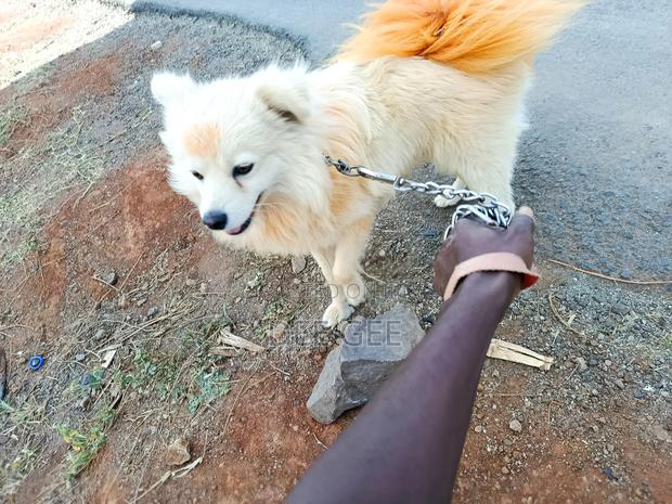 6-12 months Male Purebred Japanese Spitz - thumbnail 5