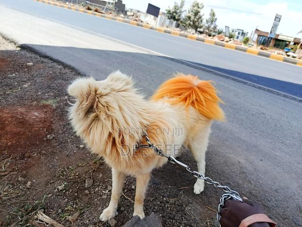 6-12 months Male Purebred Japanese Spitz - thumbnail 6