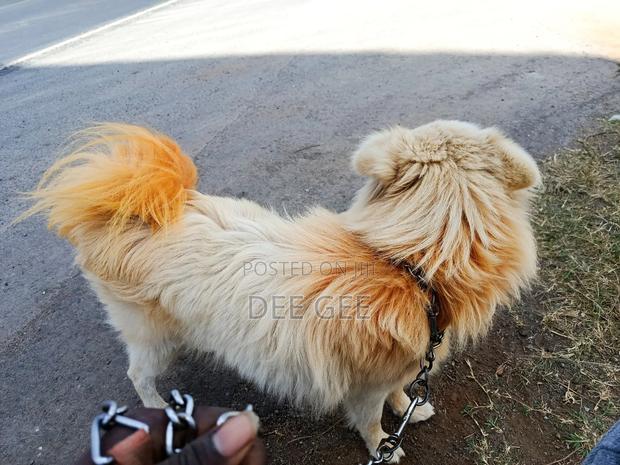 6-12 months Male Purebred Japanese Spitz - thumbnail 7