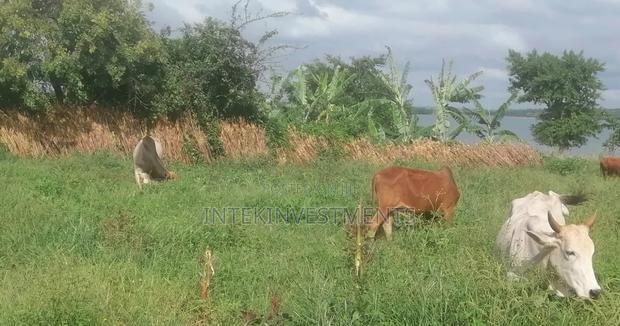 Agricultural/Commercial Land on Sale