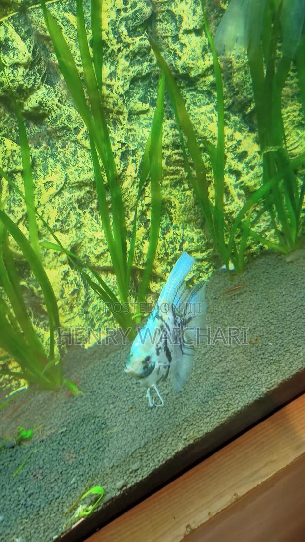 Aquarium Fish for Sale – Colorful Healthy Collection!