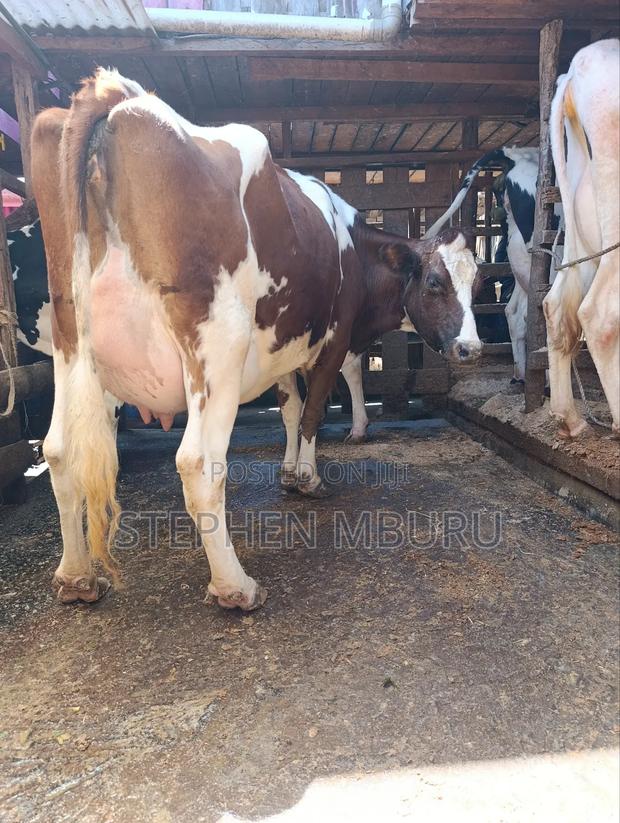 Pedigree Ayrshire - main view