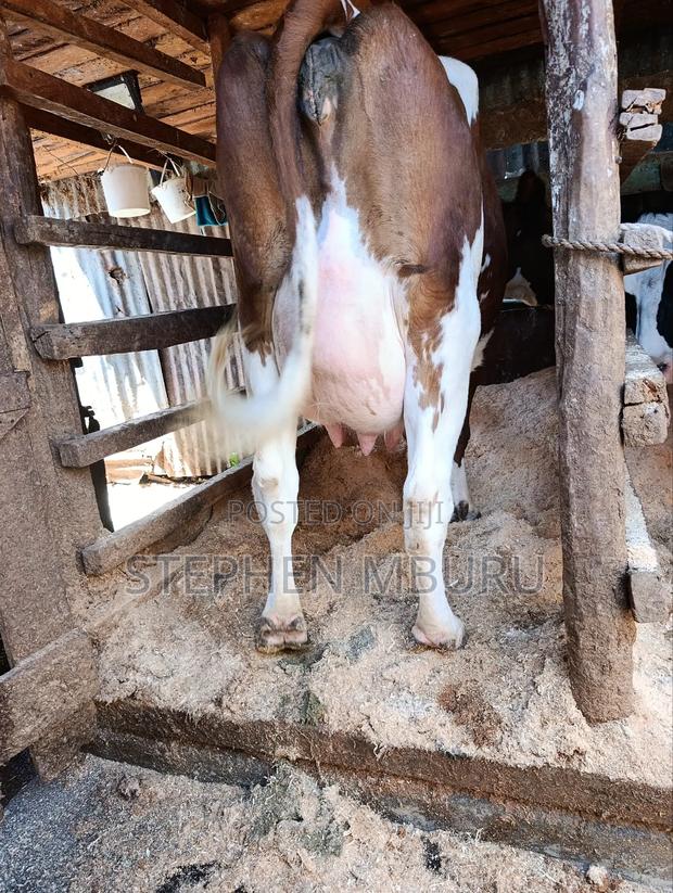 Pedigree Ayrshire - thumbnail 3